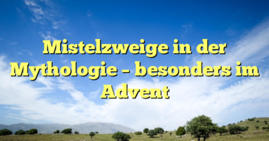 Mistelzweige in der Mythologie – besonders im Advent